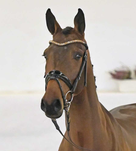 Cento's Star